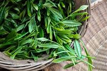 提升茶葉質量安全水平 擴大茶產品市場優勢